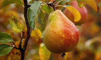 Close-up of a ripe pear hanging from a tree branch photo