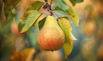 Close-up of a ripe pear hanging from a tree branch photo
