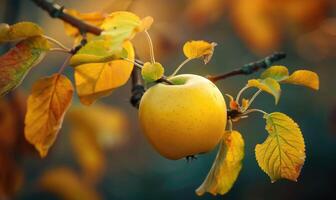 Close-up of a yellow apple on a branch with autumn leaves photo