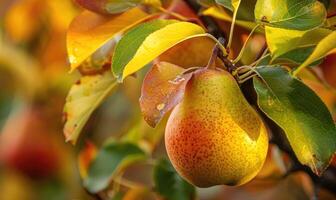 Close-up of a ripe pear hanging from a tree branch photo
