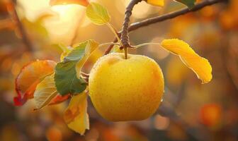 Close-up of a yellow apple on a branch with autumn leaves photo