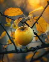 Close-up of a yellow apple on a branch with autumn leaves photo
