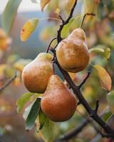 Close-up of pears on branches photo
