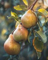 Close-up of pears on branches photo