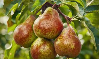 Close-up of pears on branches photo