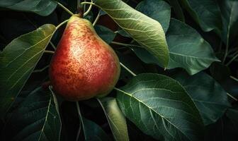 Close-up of a pear with a rosy blush nestled among dark green leaves photo