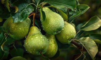 Cluster of green pears on a branch with leaves photo
