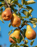 Cluster of pears on branches, clear blue sky background photo