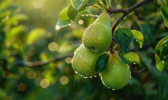 Cluster of green pears on a branch with leaves photo