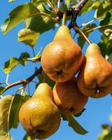 Cluster of pears on branches, clear blue sky background photo