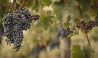 Grapes on vines with rustic vineyard setting photo