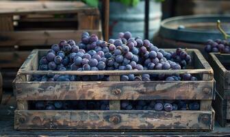 Grapes displayed in a rustic wooden crate at a roadside stand photo