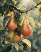 Ripe pears hanging from branches photo