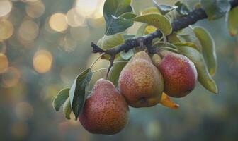 Pear branch with three pears and soft focus background photo