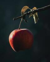 Single apple hanging from a branch photo