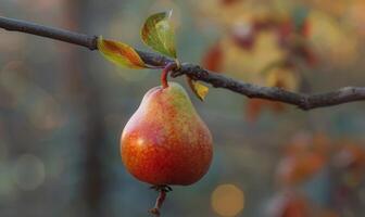 Pear with a small leaf attached, on a branch with a soft focus background photo