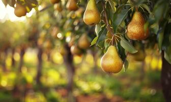 Pear orchard with ripe pears hanging from trees photo