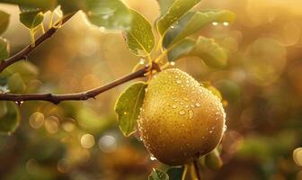 Pear with a small leaf attached, on a branch with a soft focus background photo