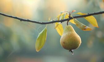 Pear with a small leaf attached, on a branch with a soft focus background photo
