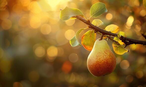 Pear on a branch with a rustic background photo