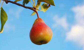 Pear with a blush of red, on a branch against a blue sky photo