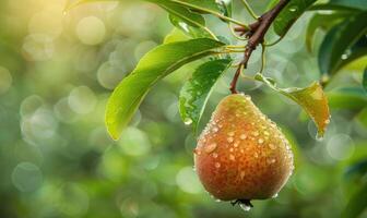 Pear on a branch, crisp green leaves, dewdrops on the fruit photo
