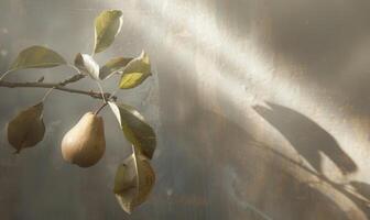 Pear on a branch with delicate sun rays photo