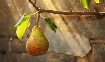 Pear on a branch with a rustic background photo