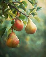 Pears on branches, sun rays peeking through leaves photo