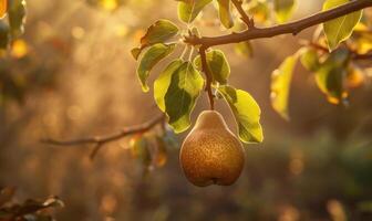 Pear on a branch with a rustic background photo