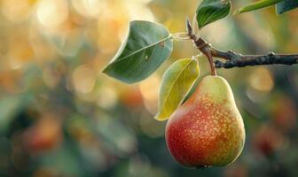 Pear with a slight golden hue, on a branch with sunlight filtering through photo