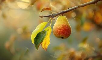 Pear with a small leaf attached, on a branch with a soft focus background photo