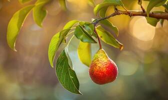 Pear with a red blush, hanging from a branch with green leaves photo