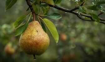 Pear with a small leaf attached, on a branch with a soft focus background photo