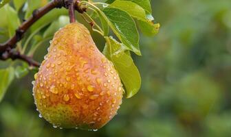 Pear with a small leaf attached, on a branch with a soft focus background photo