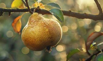 Pear with a slight golden hue, on a branch with sunlight filtering through photo