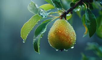 Pear on a branch, crisp green leaves, dewdrops on the fruit photo