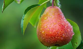 Pear with a small leaf attached, on a branch with a soft focus background photo
