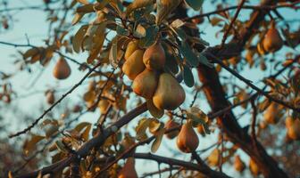Pear trees with branches laden with pears photo