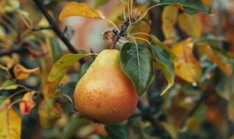 Pear with a red blush, hanging from a branch with green leaves photo