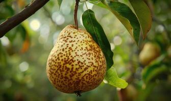 Pear with a small leaf attached, on a branch with a soft focus background photo
