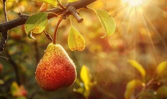 Pear on a branch with a rustic background photo