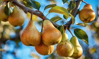 Pear trees with branches laden with pears photo