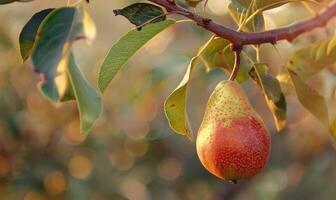 Pear with a red blush, hanging from a branch with green leaves photo