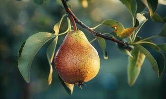Pear with a small leaf attached, on a branch with a soft focus background photo