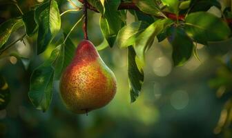 Pear with a red blush, hanging from a branch with green leaves photo