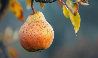 Pear with a small leaf attached, on a branch with a soft focus background photo