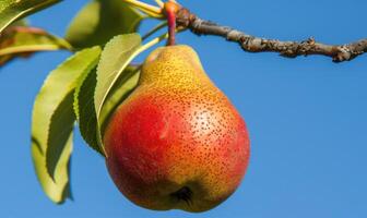 Pear with a blush of red, on a branch against a blue sky photo