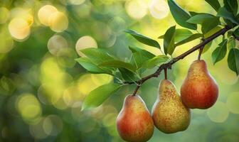Pear branch with three pears and soft focus background photo