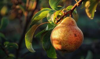 Pear on a branch with a rustic background photo